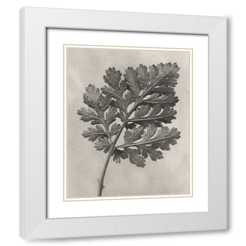 Blossfeldt Botanical III White Modern Wood Framed Art Print with Double Matting by Blossfeldt, Karl