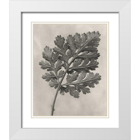 Blossfeldt Botanical III White Modern Wood Framed Art Print with Double Matting by Blossfeldt, Karl
