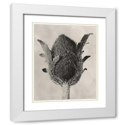 Blossfeldt Botanical VI White Modern Wood Framed Art Print with Double Matting by Blossfeldt, Karl