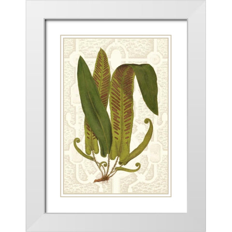 Garden Ferns I White Modern Wood Framed Art Print with Double Matting by Vision Studio