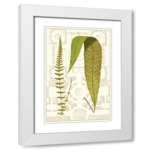 Garden Ferns III White Modern Wood Framed Art Print with Double Matting by Vision Studio