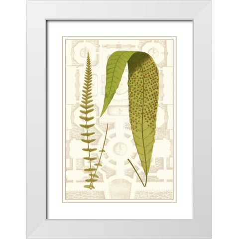 Garden Ferns III White Modern Wood Framed Art Print with Double Matting by Vision Studio