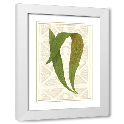 Garden Ferns IV White Modern Wood Framed Art Print with Double Matting by Vision Studio