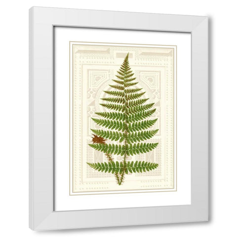 Garden Ferns V White Modern Wood Framed Art Print with Double Matting by Vision Studio