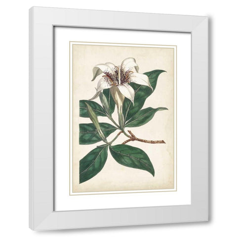 Ivory Garden I White Modern Wood Framed Art Print with Double Matting by Curtis