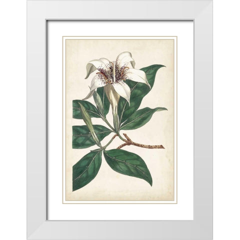 Ivory Garden I White Modern Wood Framed Art Print with Double Matting by Curtis