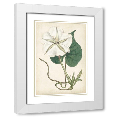 Ivory Garden III White Modern Wood Framed Art Print with Double Matting by Curtis