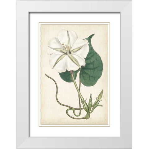 Ivory Garden III White Modern Wood Framed Art Print with Double Matting by Curtis