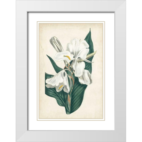Ivory Garden IV White Modern Wood Framed Art Print with Double Matting by Curtis