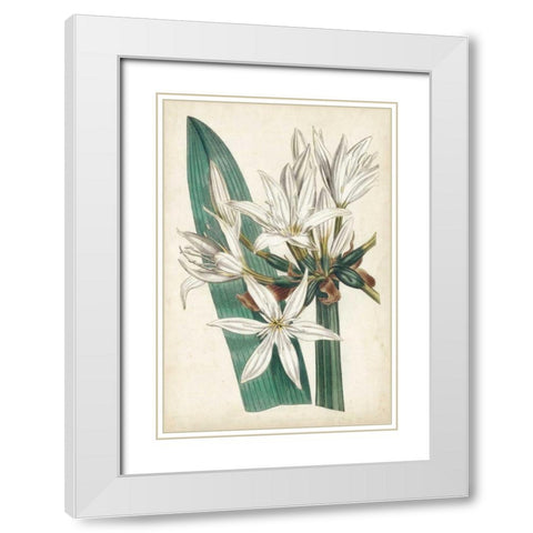 Ivory Garden VI White Modern Wood Framed Art Print with Double Matting by Curtis