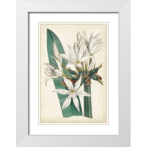 Ivory Garden VI White Modern Wood Framed Art Print with Double Matting by Curtis