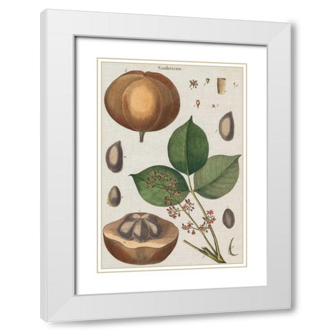 Exotic Botanique III White Modern Wood Framed Art Print with Double Matting by Vision Studio