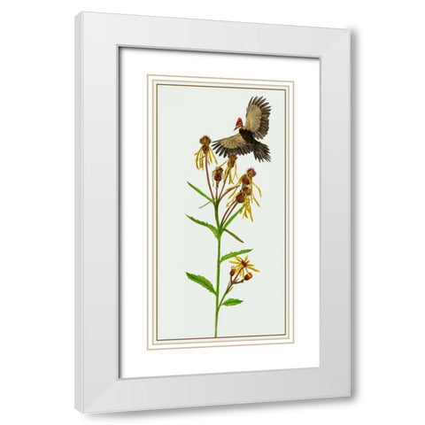 Tephroseris Flammea II White Modern Wood Framed Art Print with Double Matting by Wang, Melissa