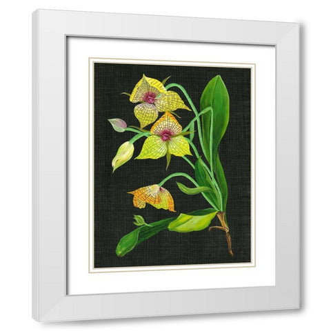 Telipogon Caulescens I White Modern Wood Framed Art Print with Double Matting by Wang, Melissa