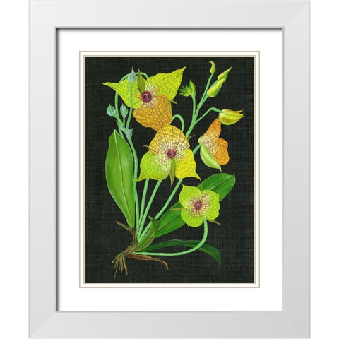 Telipogon Caulescens II White Modern Wood Framed Art Print with Double Matting by Wang, Melissa