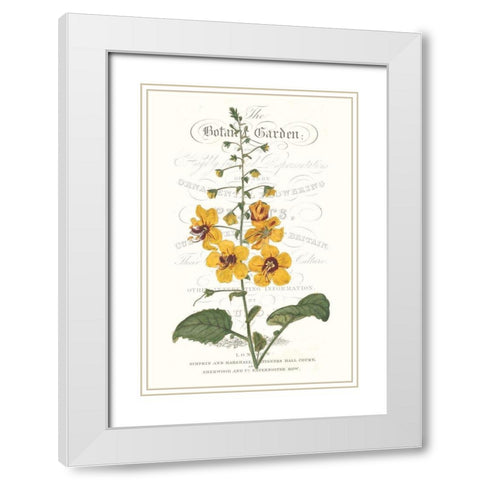 Flower Garden Varietals V White Modern Wood Framed Art Print with Double Matting by Vision Studio