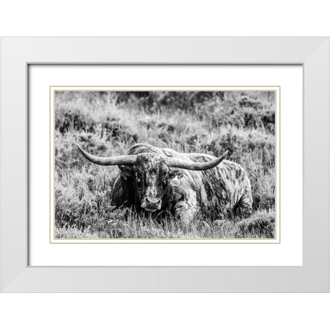 B and W Longhorn III White Modern Wood Framed Art Print with Double Matting by Stockton, Tyler