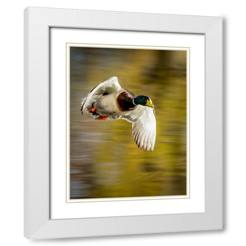 Mallard Flight I White Modern Wood Framed Art Print with Double Matting by Stockton, Tyler