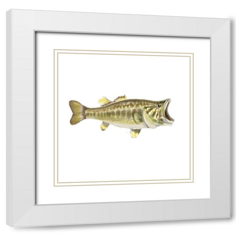 Illustrated Bass White Modern Wood Framed Art Print with Double Matting by Novak, Rick