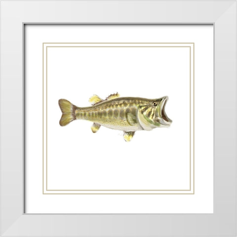 Illustrated Bass White Modern Wood Framed Art Print with Double Matting by Novak, Rick