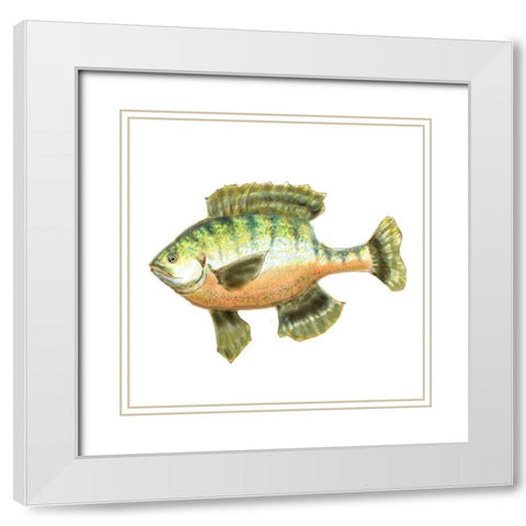 Illustrated Bluegill White Modern Wood Framed Art Print with Double Matting by Novak, Rick