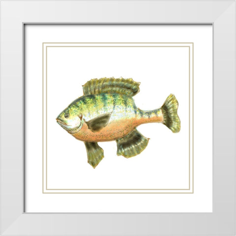 Illustrated Bluegill White Modern Wood Framed Art Print with Double Matting by Novak, Rick