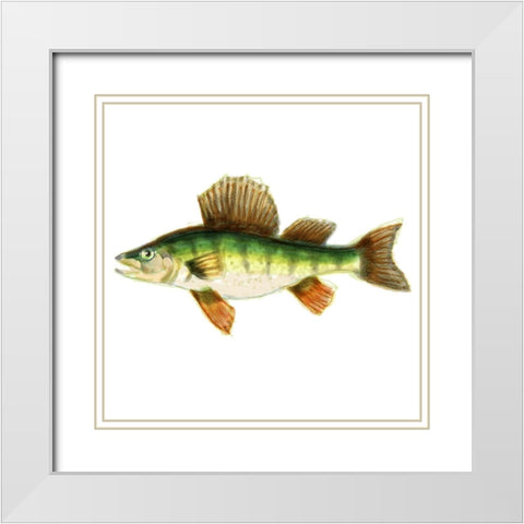 Illustrated Yellow Perch White Modern Wood Framed Art Print with Double Matting by Novak, Rick