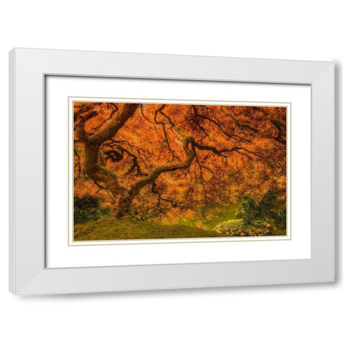 Radiant Maple I White Modern Wood Framed Art Print with Double Matting by Schwartz, Don