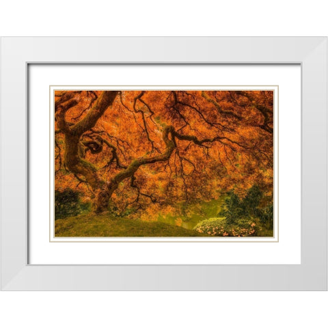 Radiant Maple I White Modern Wood Framed Art Print with Double Matting by Schwartz, Don