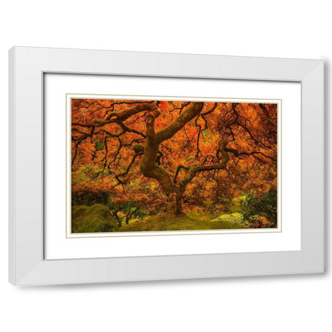 Radiant Maple II White Modern Wood Framed Art Print with Double Matting by Schwartz, Don