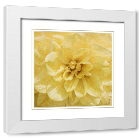 Wall Flower II White Modern Wood Framed Art Print with Double Matting by Saunders, Alonzo