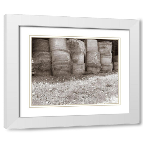 Sepia Farm Study V White Modern Wood Framed Art Print with Double Matting by Ludwig, Alicia