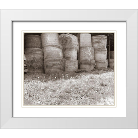 Sepia Farm Study V White Modern Wood Framed Art Print with Double Matting by Ludwig, Alicia