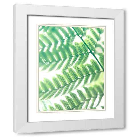 Fern Glow III White Modern Wood Framed Art Print with Double Matting by Johnson, Jason