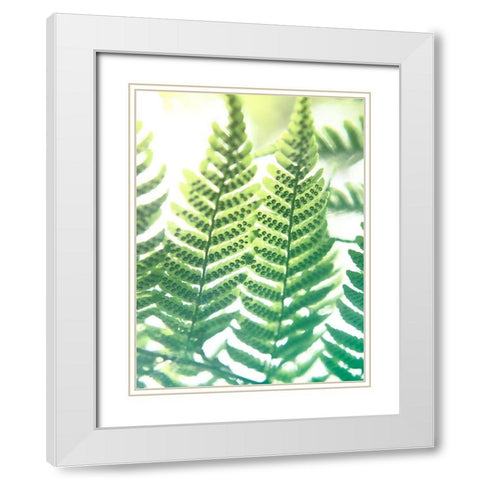 Fern Glow IV White Modern Wood Framed Art Print with Double Matting by Johnson, Jason