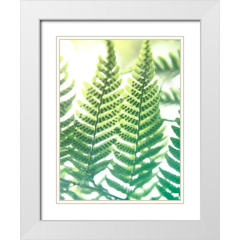 Fern Glow IV White Modern Wood Framed Art Print with Double Matting by Johnson, Jason