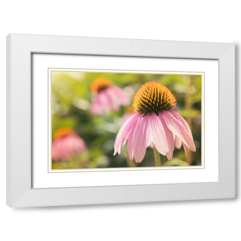 Echinancea Study I White Modern Wood Framed Art Print with Double Matting by Johnson, Jason