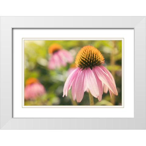 Echinancea Study I White Modern Wood Framed Art Print with Double Matting by Johnson, Jason