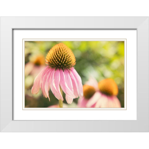 Echinancea Study II White Modern Wood Framed Art Print with Double Matting by Johnson, Jason