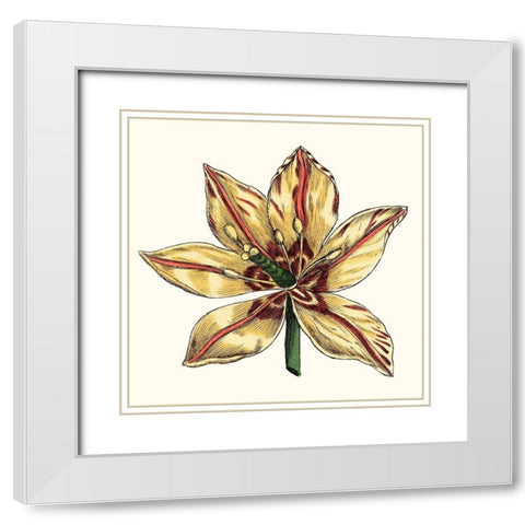 Tulip Garden V White Modern Wood Framed Art Print with Double Matting by Vision Studio