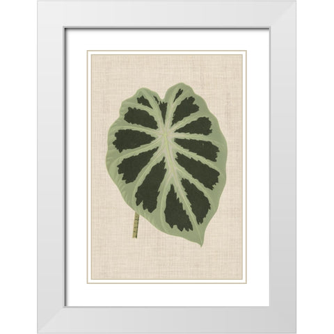 Leaves on Linen II White Modern Wood Framed Art Print with Double Matting by Unknown