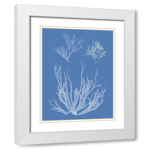 Seaweed Cyanotype I White Modern Wood Framed Art Print with Double Matting by Vision Studio