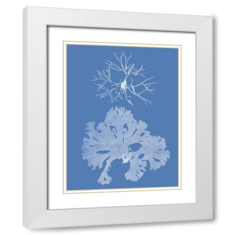 Seaweed Cyanotype III White Modern Wood Framed Art Print with Double Matting by Vision Studio