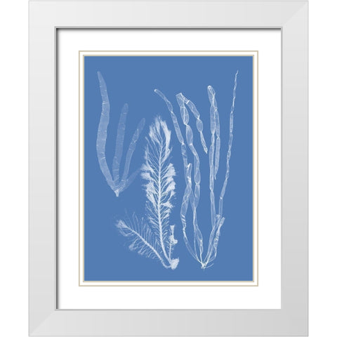 Seaweed Cyanotype IV White Modern Wood Framed Art Print with Double Matting by Vision Studio