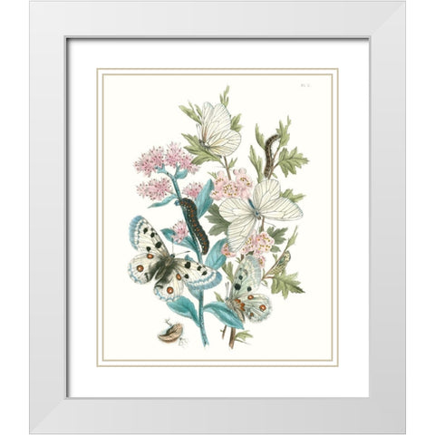 British Butterflies III White Modern Wood Framed Art Print with Double Matting by Unknown