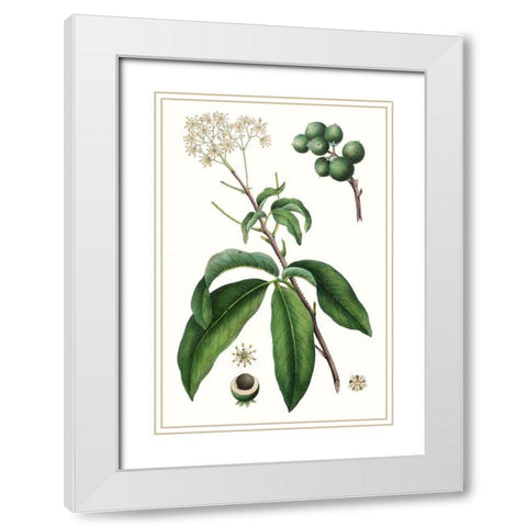 Foliage and Blooms II White Modern Wood Framed Art Print with Double Matting by Nuttall, Thomas