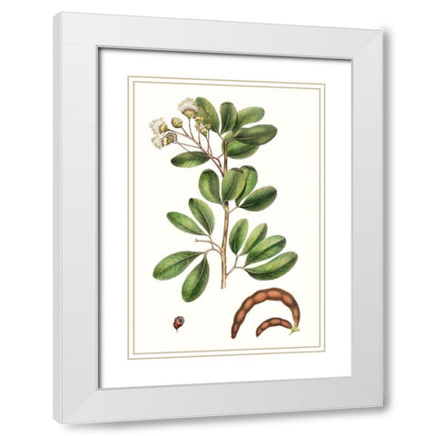 Foliage and Blooms III White Modern Wood Framed Art Print with Double Matting by Nuttall, Thomas