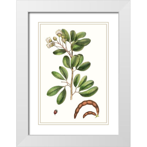 Foliage and Blooms III White Modern Wood Framed Art Print with Double Matting by Nuttall, Thomas