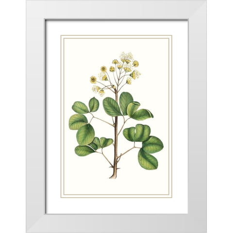 Foliage and Blooms IV White Modern Wood Framed Art Print with Double Matting by Nuttall, Thomas
