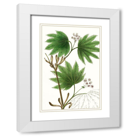 Broad Leafed Maple White Modern Wood Framed Art Print with Double Matting by Nuttall, Thomas